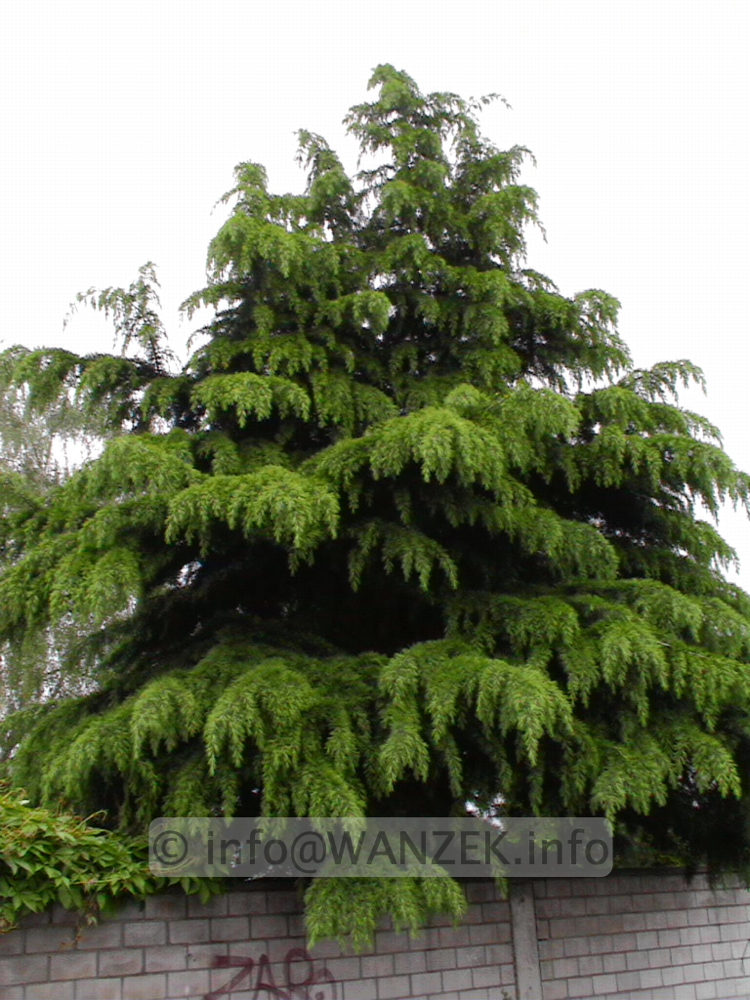 Cedrus deodara - Sol.jpg
